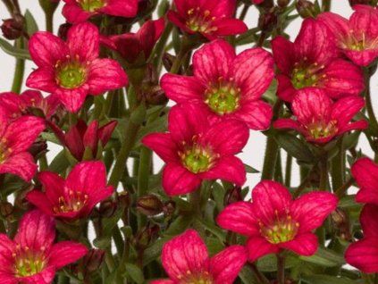 alpino rose