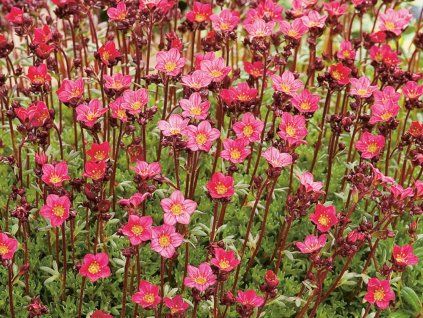 Lomikámen Arendsův 'Harder Zwerg' - Saxifraga x arendsii 'Harder Zwerg'  Saxifraga x arendsii 'Harder Zwerg'