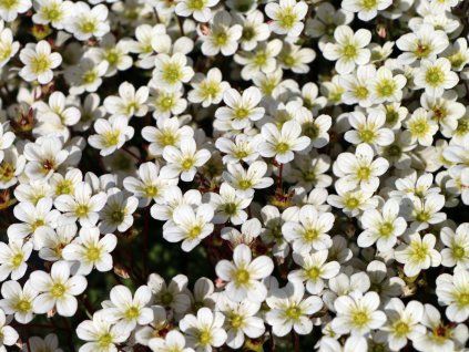 Lomikámen Arendsův 'Pixie White' - Saxifraga x arendsii 'Pixie White'  Saxifraga x arendsii 'Pixie White'