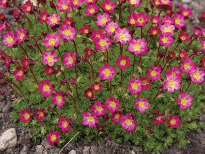 Lomikámen Arendsův 'Rockies F1 Red' - Saxifraga x arendsii 'Rockies F1 Red'  Saxifraga x arendsii 'Rockies F1 Red'