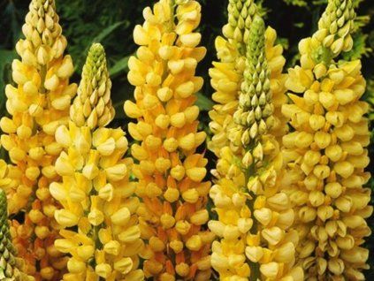 Lupina Nanus Russell 'Gallery Gelb' - Lupinus Nanus Russell 'Gallery Gelb'  Lupinus Nanus Russell 'Gallery Gelb'