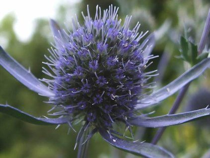 Máčka plocholistá - Eryngium planum  Eryngium planum