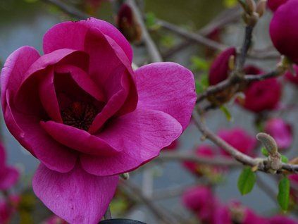 50286 4 black tulip2