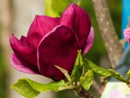 Magnolia Genie (1)