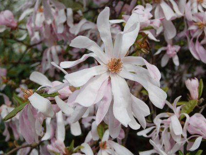 Magnolie 'Leonard Messel'  Magnolia 'Leonard Messel'