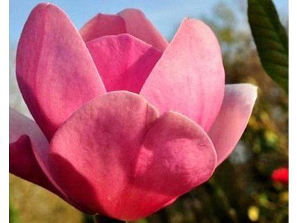 Magnolie 'Sweet Valentine' (Balen� kontejner C30, Tvar ke�/strom, v��ka 260-280 cm)