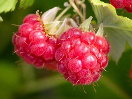 Maliník 'Glen Ample'  Rubus idaeus 'Glen Ample'