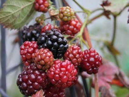 boysenberry