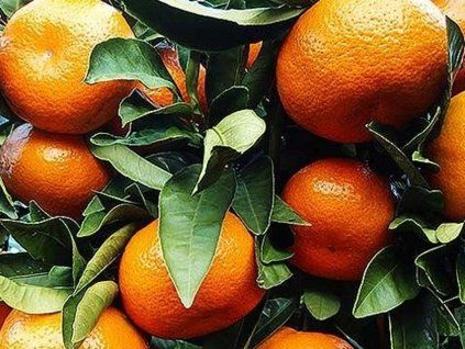 Mandarinka klementina  Citrus x clementine