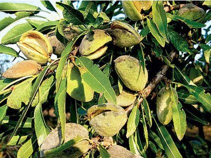Mandloň 'Sladkoplodá krajová'  Prunus amygdalus 'Sladkoplodá krajová'