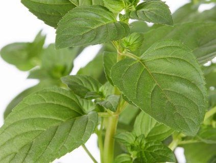 Máta citronová  Mentha x piperita v. citrata