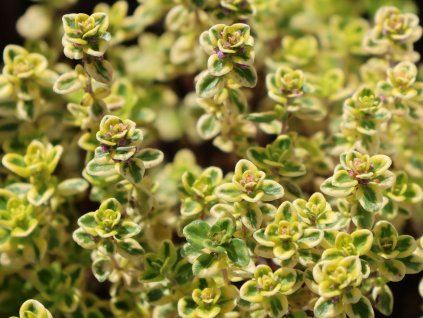 Mateřídouška citrónová 'Lemon Variegata' - Thymus x citriodorus 'Lemon Variegata'  Thymus x citriodorus 'Lemon Variegata'