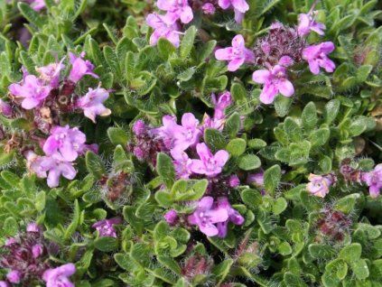 Mateřídouška doerfleri 'Bressingham Seedling' - Thymus doerfleri 'Bressingham Seedling'  Thymus doerfleri 'Bressingham Seedling'
