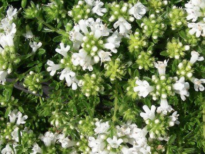 Mateřídouška úzkolistá 'Albus' - Thymus serpyllum 'Albus'  Thymus serpyllum 'Albus'