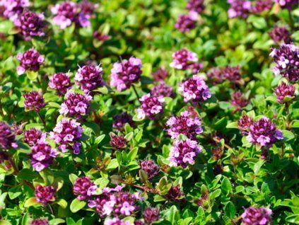 Mateřídouška úzkolistá 'Magic Carpet' - Thymus serpyllum 'Magic Carpet'  Thymus serpyllum 'Magic Carpet'