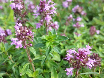 Mateřídouška vejčitá - Thymus pulegioides  Thymus pulegioides