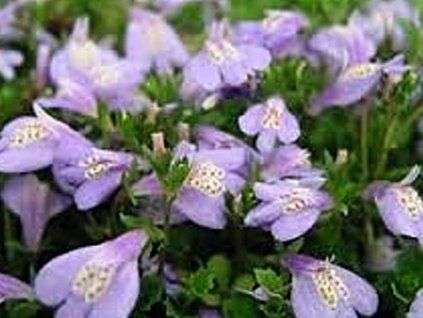mazus plaziv�