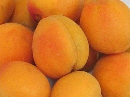 Meruňka 'Barbora' (Balení prostokořenný stromek, Podnož myrobalán)