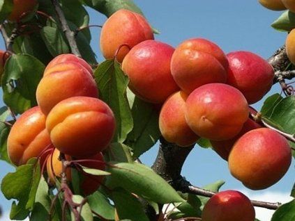 Meruňka 'Bergeval®  Aviclo'  Prunus armeniaca 'Bergeval Aviclo'