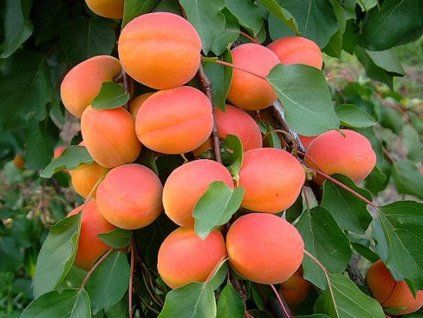 Meruňka 'Bhart'  Prunus armeniaca 'Bhart'