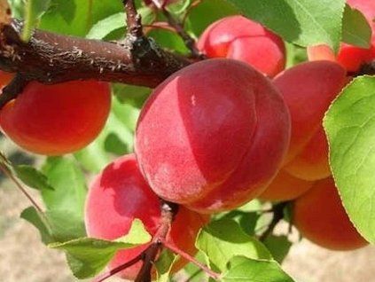 Meruňka 'Big Red' (Balení prostokořenný stromek, Podnož myrobalán)