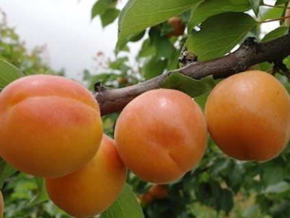 Meruňka 'Bora'  Prunus armeniaca 'Bora'