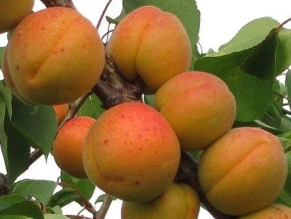 Meruňka 'Darina' (Balení prostokořenný stromek, Podnož myrobalán)