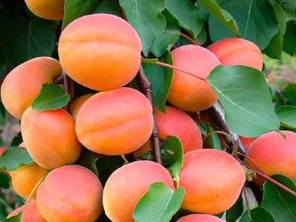 Meruňka 'Early Blush'  Prunus armeniaca 'Early Blush'