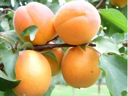 Meruňka 'Exnarova'  Prunus armenica 'Exnarova'