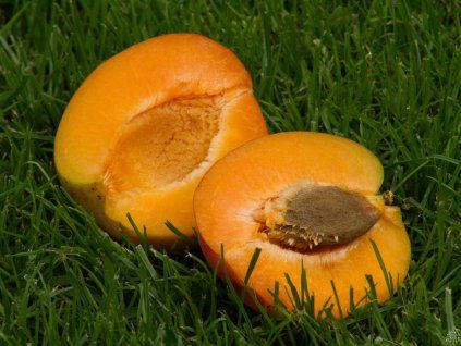 Meruňka 'Farbaly'  Prunus armaniaca 'Farbaly'