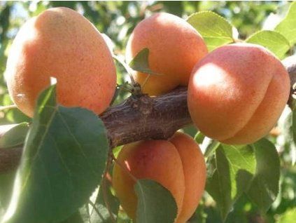 Meruňka 'Fardao'  Prunus armeniaca 'Fardao'