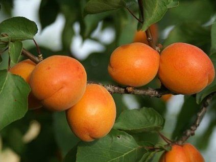 Meruňka 'Harlayne'  Prunus armeniaca 'Harlayne'