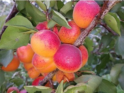 Meruňka 'Kioto'  Prunus armeniaca 'Kioto'