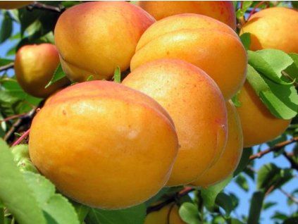 Meruňka 'Krasun Kijowskij'  Prunus armeniaca 'Krasun Kijowskij'