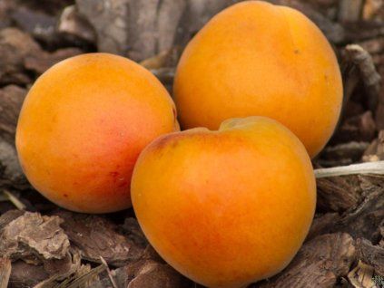 Meruňka 'Kuresia®'  Prunus armeniaca 'Kuresia'