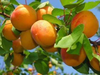 Meruňka 'Lazeranska'  Prunus armeniaca 'Lazeranska'