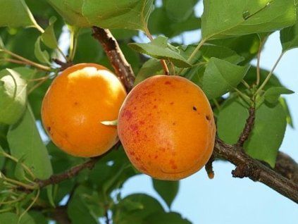 Meruňka 'Ledana'  Prunus armeniaca 'Ledana'