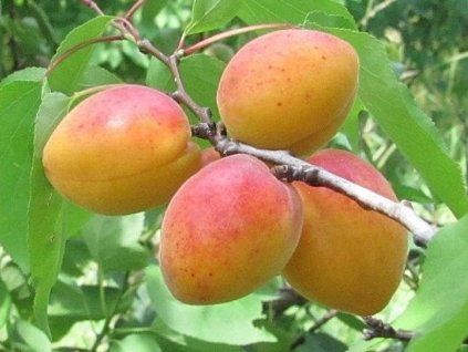 Meruňka 'Lejuna'  Prunus armeniaca 'Lejuna'