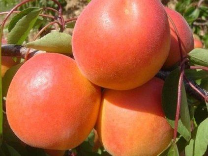 Meruňka 'Pinkcot' (Balení prostokořenný stromek, Podnož myrobalán)