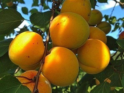 Meruňka 'Sundrop'  Prunus armeniaca 'Sundrop'