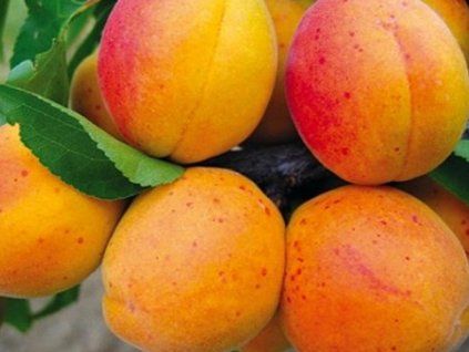 Meruňka 'Vegama'  Prunus armeniaca 'Vegama'