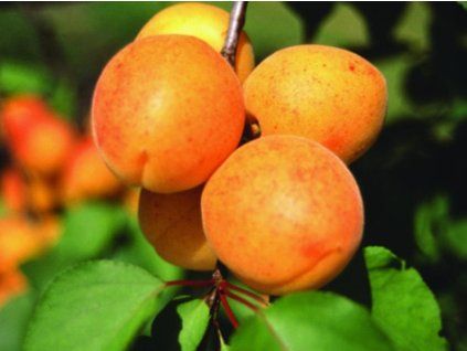Meruňka 'Veharda'  Prunus armeniaca 'Veharda'
