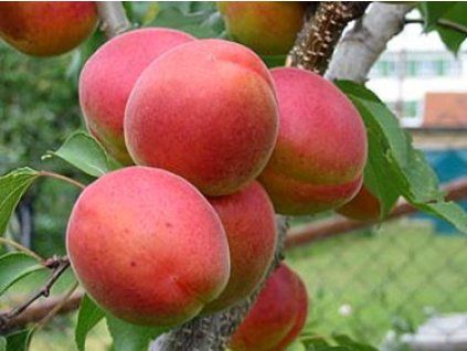 Meruňka 'Vesna'  Prunus armeniaca 'Vesna'