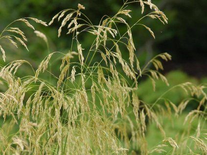 Metlice trsnatá 'Goldschleier' - Deschampsia caespitosa 'Goldschleier'  Deschampsia caespitosa 'Goldschleier'