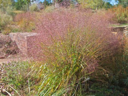 Milička trichodes - Eragrostis trichodes  Eragrostis trichodes