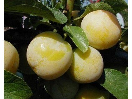 Mirabelka 'Miragrande'  Prunus domestica subsp. syriaca ´Miragrande´