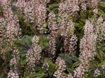 Mitrovnička 'Sugar and Spice' - Tiarella 'Sugar and Spice'  Tiarella 'Sugar and Spice'