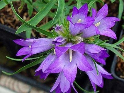 Modroušek - Edraianthus graminifolius  Edraianthus graminifolius