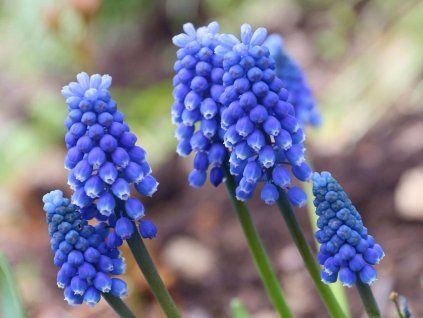 muscari