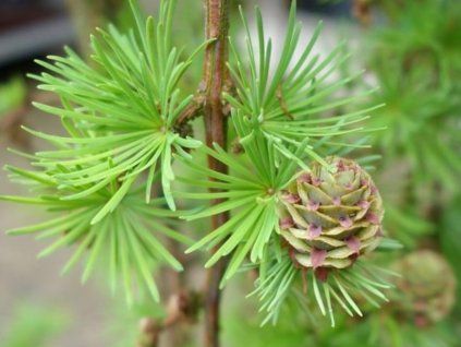 Modřín Kaempferův 'Stiff Weeping'  Larix kaempferi 'Stiff Weeping'